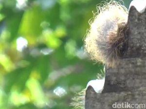 Teror Ulat Bulu yang Bikin Gempar Warga Sumedang Teror Ulat Bulu yang Bikin Gempar Warga Sumedang