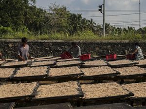 Geliat Rumah Produksi Udang Rebon di Pandeglang Geliat Rumah Produksi Udang Rebon di Pandeglang
