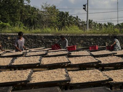 Geliat Rumah Produksi Udang Rebon di Pandeglang