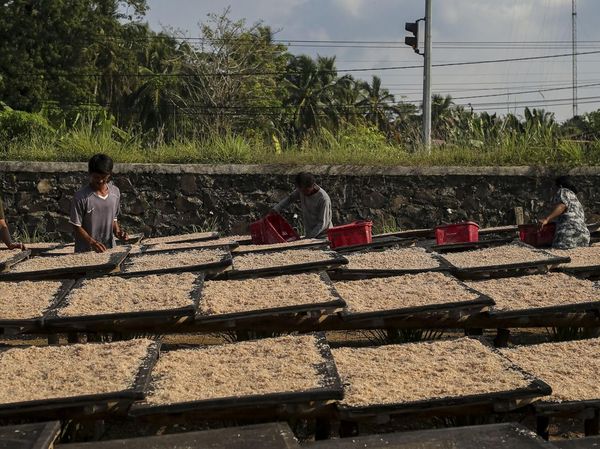 Geliat Rumah Produksi Udang Rebon di Pandeglang