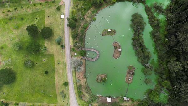 Wabah Flu Burung Serang Kebun Binatang di Brasil