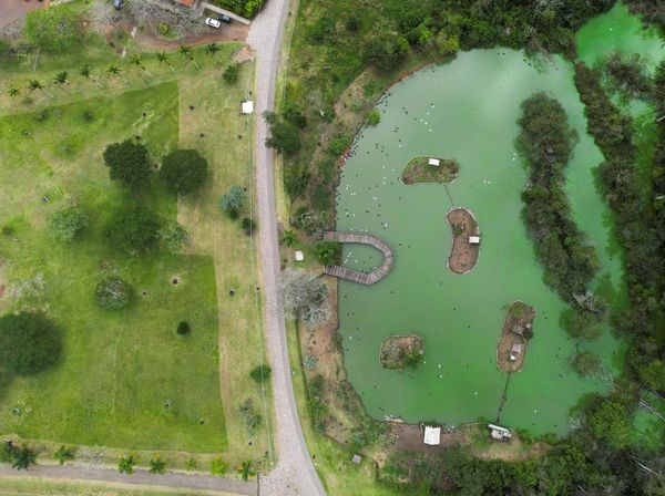 Wabah Flu Burung Serang Kebun Binatang di Brasil
