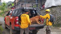 Tim SAR Terjukan Anjing Pelacak Cari Korban Longsor di Trenggalek