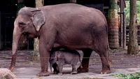 Anak Gajah Sumatera Lahir di Batu Secret Zoo