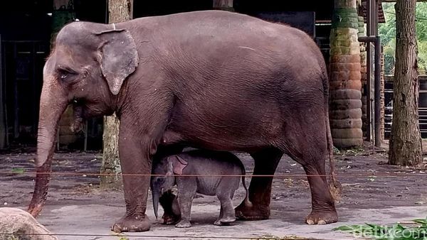 Anak Gajah Sumatera Lahir di Batu Secret Zoo