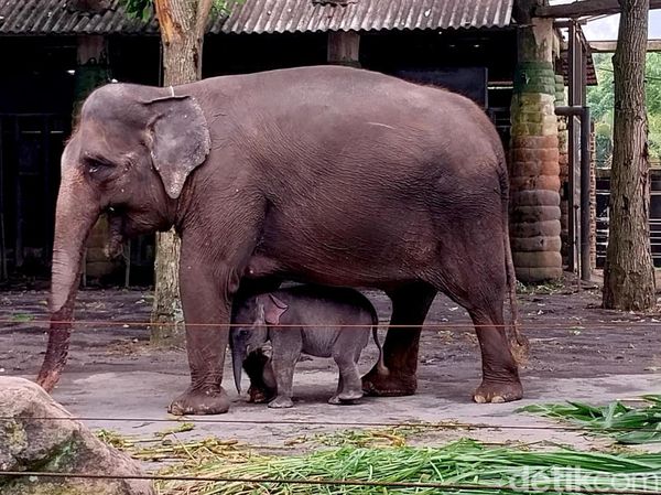 Anak Gajah Sumatera Lahir di Batu Secret Zoo