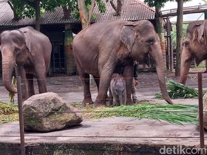 Selamat! Anak Gajah Sumatera Lahir 86 Kg di Batu Secret Zoo Selamat! Anak Gajah Sumatera Lahir 86 Kg di Batu Secret Zoo