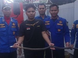 Geger Ular King Cobra 1,6 Meter Masuk Toilet Rumah Warga di Sidrap Geger Ular King Cobra 1,6 Meter Masuk Toilet Rumah Warga di Sidrap