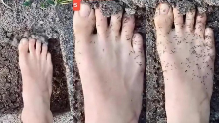 kaki dikerumuni semut kaki dikerumuni semut