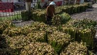 Harga Eceng Gondok di Rawa Pening Naik