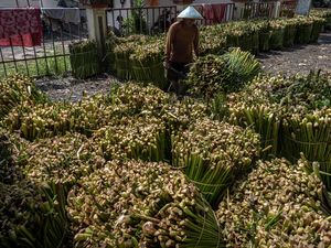 Harga Eceng Gondok di Rawa Pening Naik Harga Eceng Gondok di Rawa Pening Naik