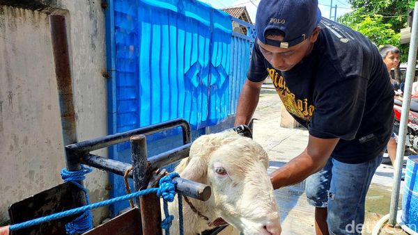 Menengok Salon Kambing Gratis di Jombang