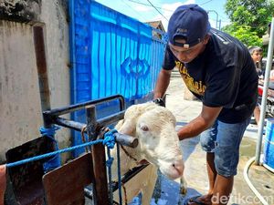 Menengok Salon Kambing Gratis di Jombang Menengok Salon Kambing Gratis di Jombang
