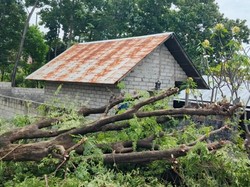 Diterjang Angin Kencang, Pohon Tumbang Timpa Palinggih di Tulamben