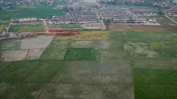 Pemerintah Tambah Luas Lahan Sawah Dilindungi untuk Cegah Alih Fungsi