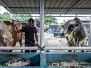 Prabowo Sumbang 2 Sapi 1,15 Ton untuk Idul Adha di Tangerang