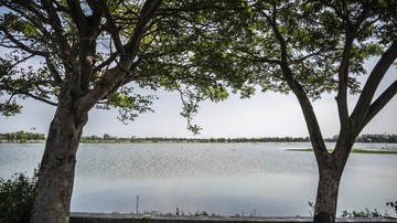 Demak Tenggelam: Ratusan Hektare Sawah Jadi Lautan, Petani Merana!