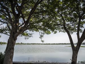 Ratusan Hektare Lahan Pertanian di Demak Terendam Banjir Ratusan Hektare Lahan Pertanian di Demak Terendam Banjir