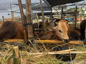 Umur Sapi untuk Kurban Minimal Berapa Tahun? Ini Ketentuannya