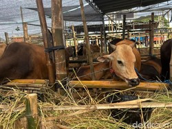 Umur Sapi untuk Kurban Minimal Berapa Tahun? Ini Ketentuannya