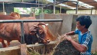 Melihat Sapi Kurban 1,3 Ton Milik Prabowo di Bandung Barat