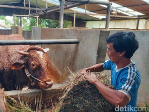 Melihat Sapi Kurban 1,3 Ton Milik Prabowo di Bandung Barat