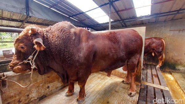 Penampakan Sapi Kurban Prabowo di Berbagai Daerah