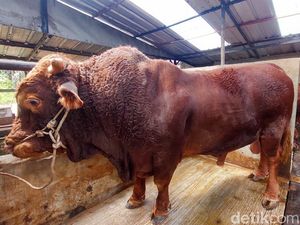 Penampakan Sapi Kurban Prabowo di Berbagai Daerah