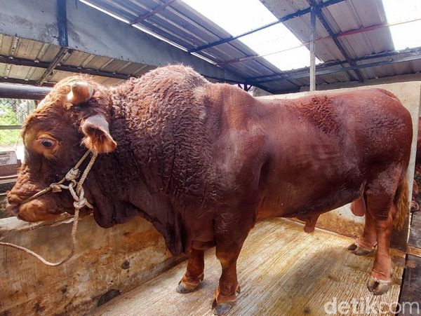 Penampakan Sapi Kurban Prabowo di Berbagai Daerah