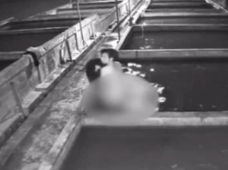 Terekam CCTV, Maling Lele Beraksi Tanpa Busana di Lumajang