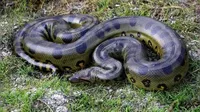 Mengenal Anaconda Hijau Utara, Ular Terbesar di Dunia Berat 500 Kilogram
