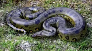 Mengenal Anaconda Hijau Utara, Ular Terbesar di Dunia Berat 500 Kilogram