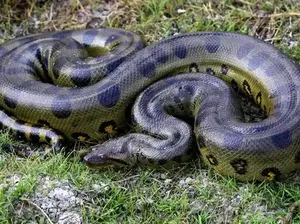 Mengenal Anaconda Hijau Utara, Ular Terbesar di Dunia Berat 500 Kilogram Mengenal Anaconda Hijau Utara, Ular Terbesar di Dunia Berat 500 Kilogram