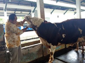 Tips Memilih Hewan Kurban Jelang Idul Adha