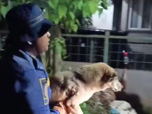 Anjing Jatuh ke Lubang Bekas Galian di Bogor, Damkar Evakuasi Anjing Jatuh ke Lubang Bekas Galian di Bogor, Damkar Evakuasi