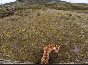 BBKSDA Sumut Lepasliarkan Harimau Korban Konflik dengan Manusia di Langkat BBKSDA Sumut Lepasliarkan Harimau Korban Konflik dengan Manusia di Langkat