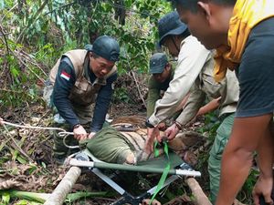 Kaki Harimau Sumatera di Jambi Terancam Diamputasi usai Kena Jerat Kaki Harimau Sumatera di Jambi Terancam Diamputasi usai Kena Jerat