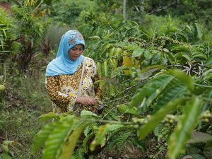 Kehidupan Tunggu Tubang: Perempuan, Padi, dan Kopi Kehidupan Tunggu Tubang: Perempuan, Padi, dan Kopi