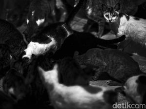 Menengok Hotel Mewah Para Kucing di Bekasi Menengok Hotel Mewah Para Kucing di Bekasi
