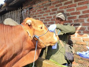 Stok Sapi Kurban di Indramayu Kurang, Masih Butuh 800 Ekor