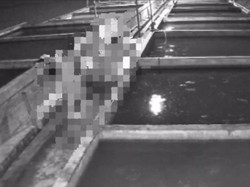 Terekam CCTV, Maling Ikan Lele di Lumajang Beraksi Telanjang