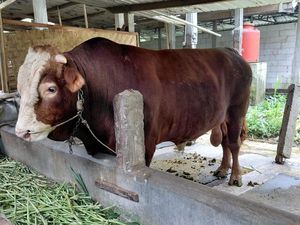 Video: Bawor Sapi Kurban Prabowo di Banyumas Seberat 1 Ton Video: Bawor Sapi Kurban Prabowo di Banyumas Seberat 1 Ton