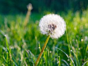 Bunga Sudah Bermekaran 2 Juta Tahun, Lebih Lama dari Dugaan