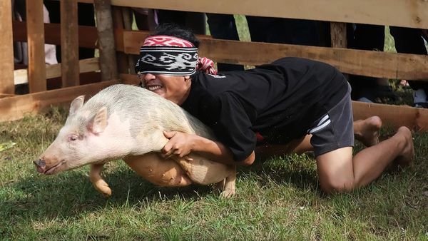 Gelak Tawa Lomba Tangkap Babi dengan Mata Tertutup di Pontianak