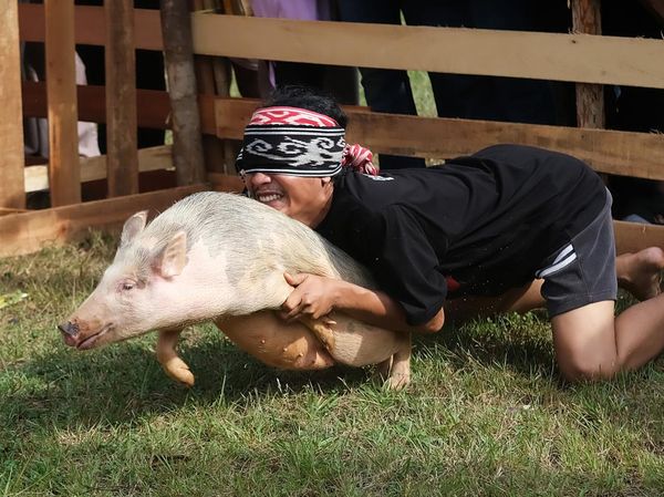 Gelak Tawa Lomba Tangkap Babi dengan Mata Tertutup di Pontianak