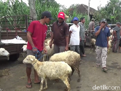 Harga Kambing di Lumajang Mulai Naik, Ini Rinciannya
