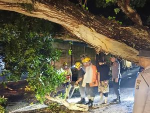 Pohon Trembesi Tumbang di Jalur Amlapura-Denpasar, Lalu Lintas Macet 4 Km Pohon Trembesi Tumbang di Jalur Amlapura-Denpasar, Lalu Lintas Macet 4 Km