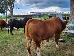 Presiden Prabowo Sumbang 7 Sapi Kurban Bobot 1,08 Ton di Gorontalo