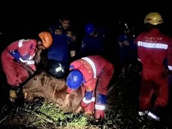 Sapi Warga di Bogor Masuk Rawa-rawa, Damkar Evakuasi