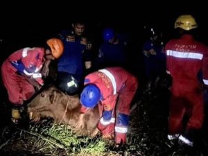 Sapi Warga di Bogor Masuk Rawa-rawa, Damkar Evakuasi Sapi Warga di Bogor Masuk Rawa-rawa, Damkar Evakuasi